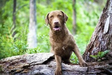 image of chesapeake_bay_retriever