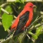 image of bird