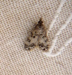 image of animal