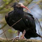image of bird