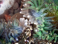 image of sea_anemone