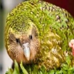 image of bird