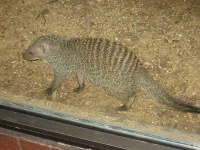 image of mongoose