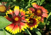 image of flower