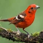 image of bird