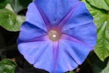 image of flower