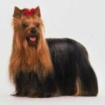 image of animal