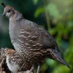 image of bird