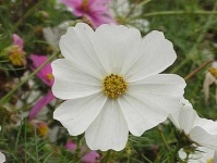 image of flower