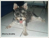 image of wire_haired_fox_terrier