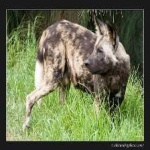 image of animal