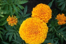 image of flower