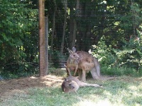 image of wallaby