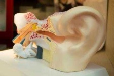 image of ear #28