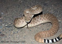 image of diamondback