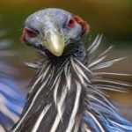image of bird