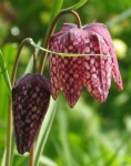 image of flower