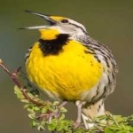 image of bird