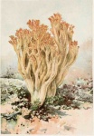 image of coral_fungus