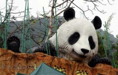 image of giant_panda