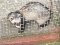 image of mink