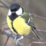 image of bird