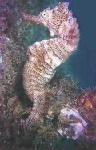 image of sea_horse