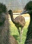 image of emu