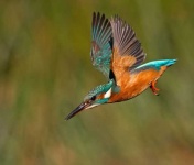 image of kingfisher