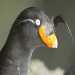 image of bird