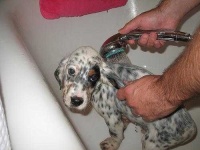 image of english_setter