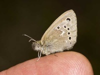 image of ringlet