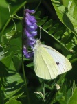 image of cabbage_butterfly