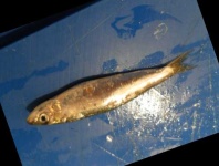 image of fish