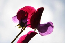 image of flower