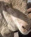 image of animal