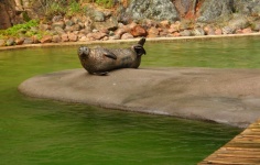 image of animal