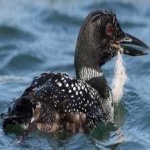 image of bird
