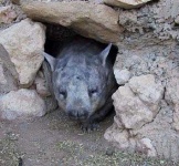 image of wombat