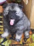 image of keeshond