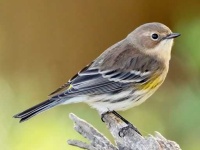 image of warbler