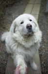 image of animal