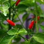 image of chilli #4