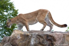 image of cougar