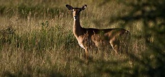 image of impala