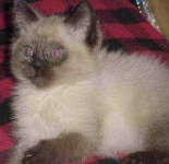 image of animal