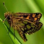 image of animal
