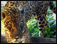 image of jaguar_car