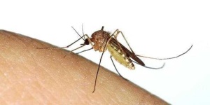 image of mosquito