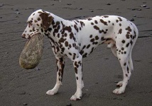 image of dalmatian #22